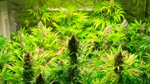 How LED Grow Lights Impact Cannabis Growth