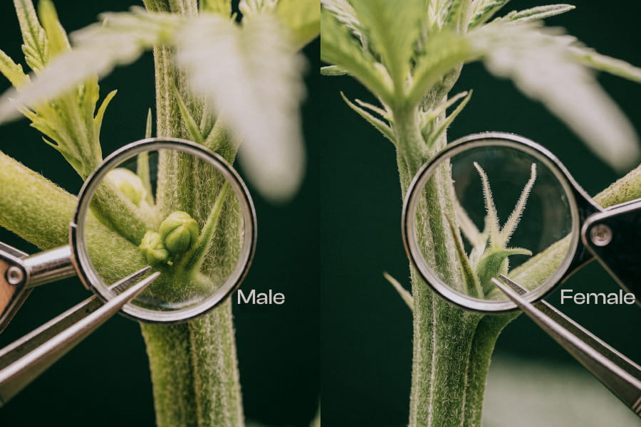Side by side comparison of a round male pollen sac and a teardrop female calyx with two pistils.