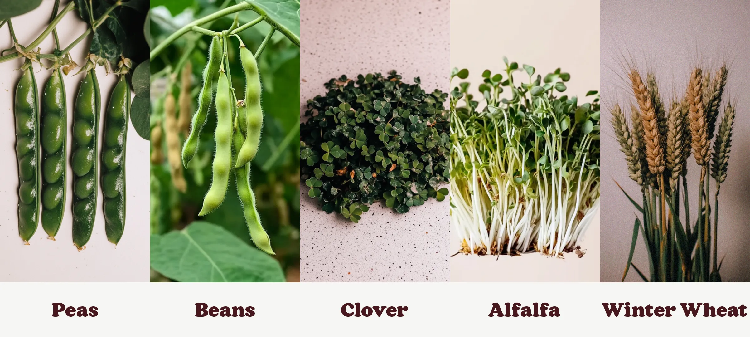 Five panels showing peas, beans, clover, alfalfa, and winter wheat with their names below each image.