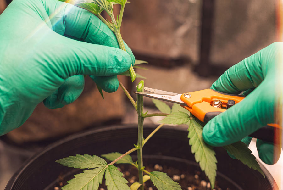 An autoflower cannabis plant with its top freshly cut off.