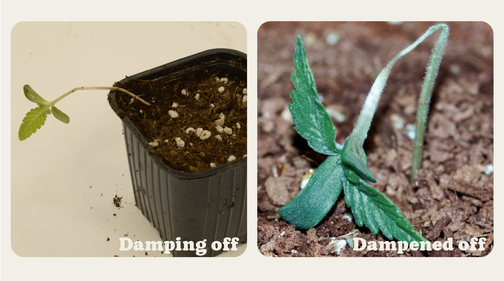 Cannabis seedlings with signs of dampening off, characterized by wilting and collapsing stems near the soil level, often caused by fungal pathogens in damp conditions.