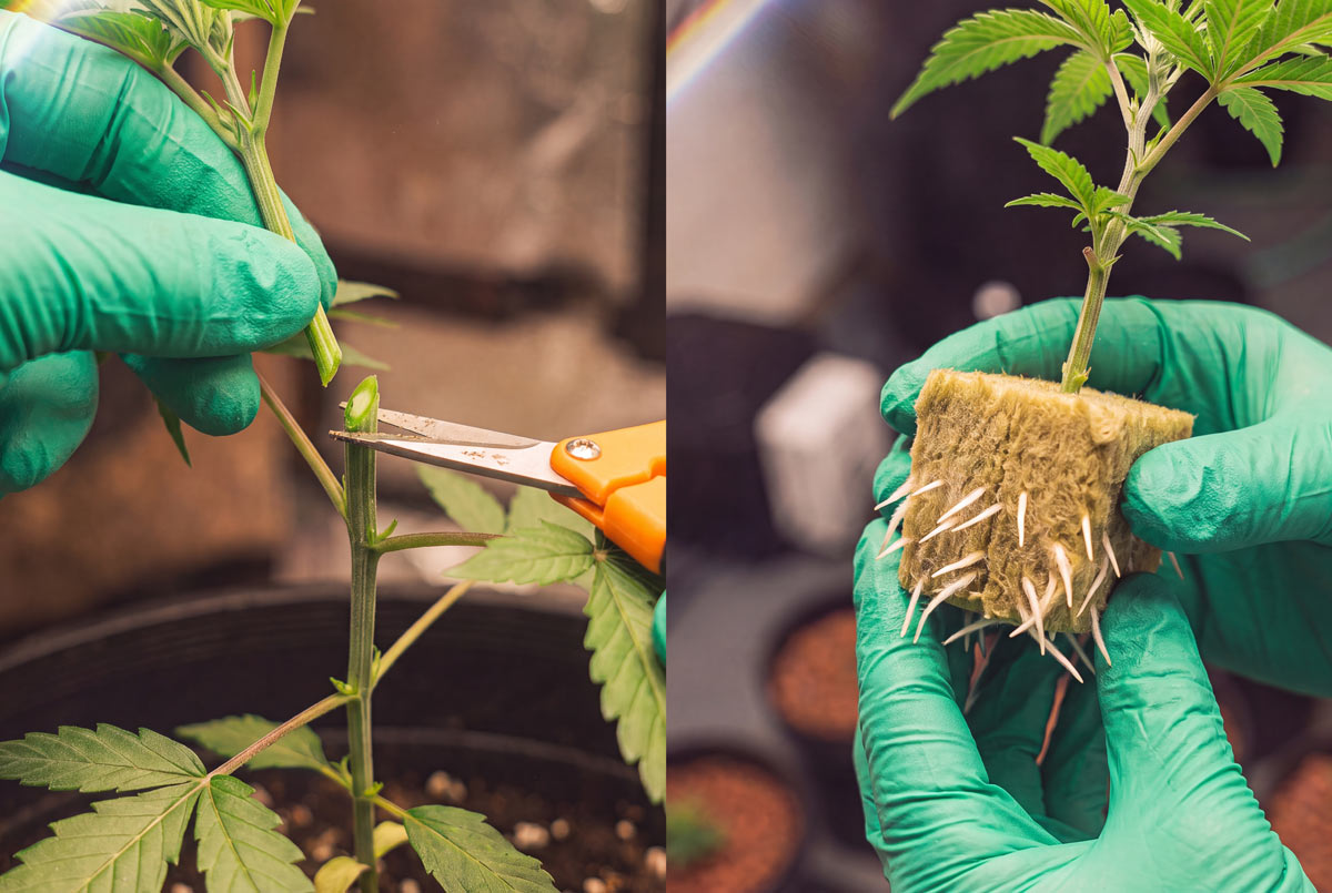 Autoflower plant cutting site below a node beside a rooted clone in a rockwool cube after 10 to 14 days