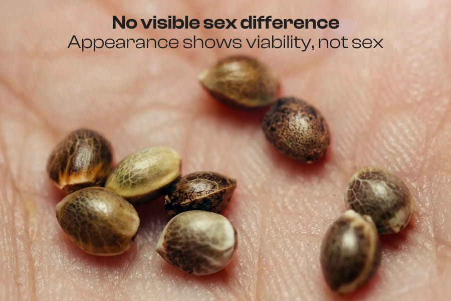 Healthy cannabis seeds up close, with brown shells, dark stripes, and different sizes.