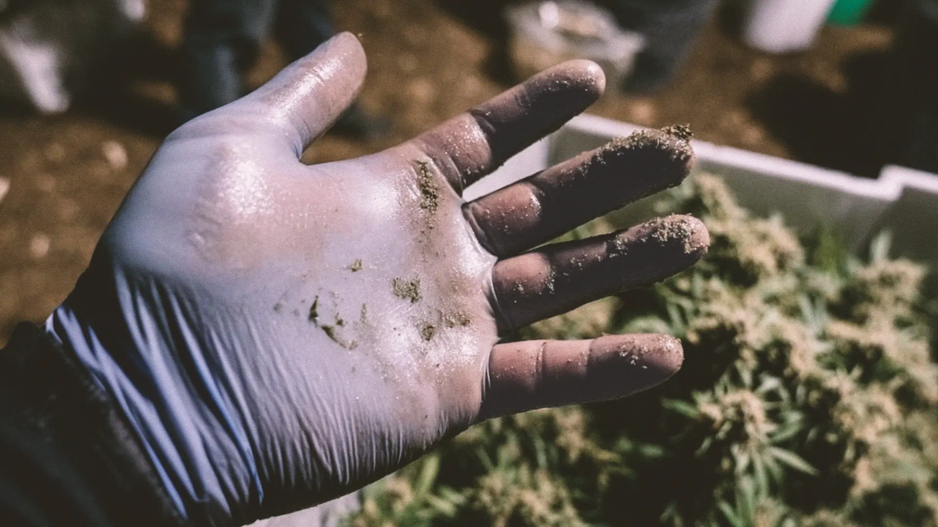 Gloved hand covered in plant residue, held over a container filled with green plant material, likely during a processing or handling activity.