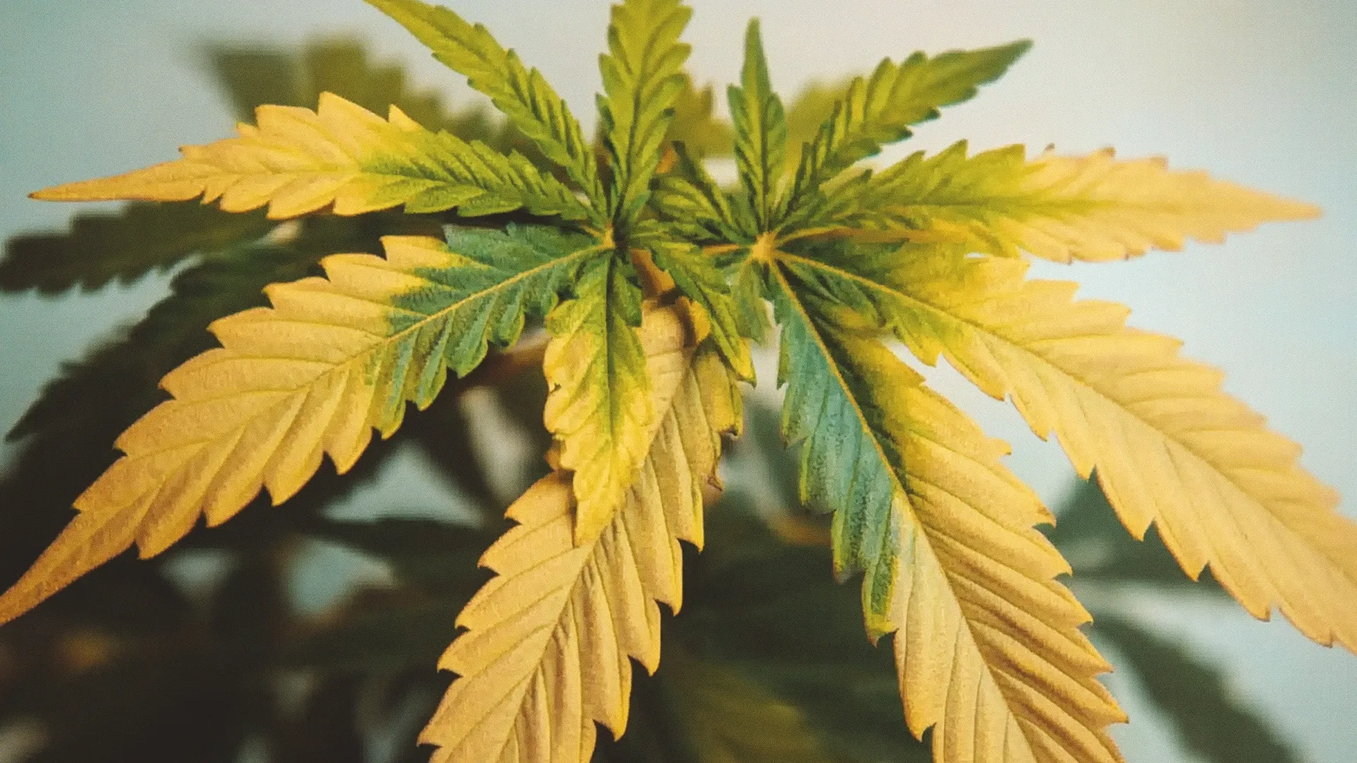 Yellowing cannabis plants