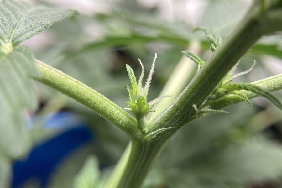 Early pre-flower pistils on a cannabis plant, with tiny white hairs emerging at the nodes where the branches meet the main stem.