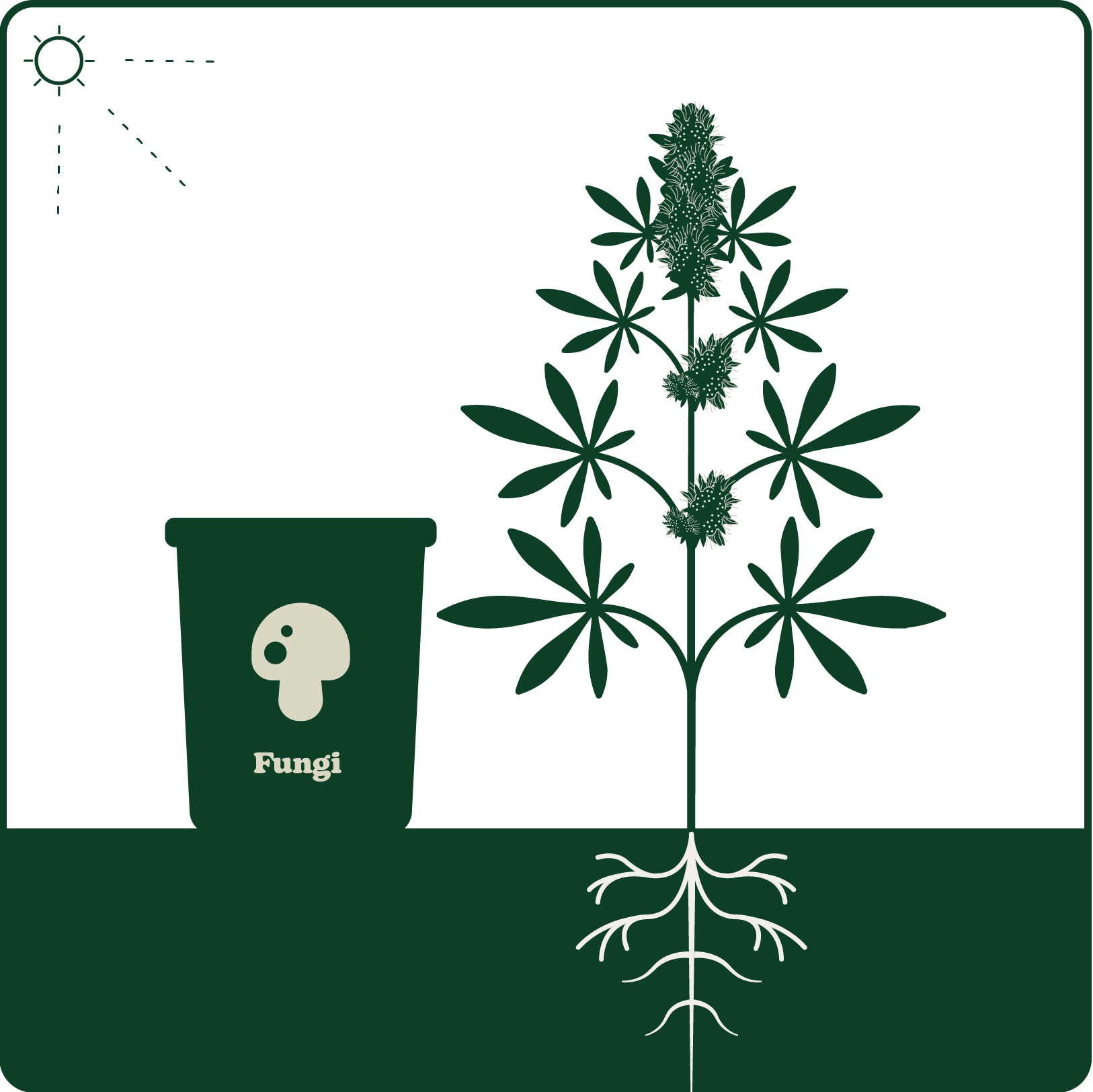Illustration of a plant with roots, leaves, and flowers beside a container labeled "Fungi," under a sun icon, on a dark background.