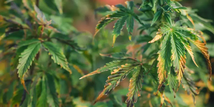 A cannabis plant in poor health, with yellowing and curling leaves, indicating a possible nutrient deficiency or environmental issue.