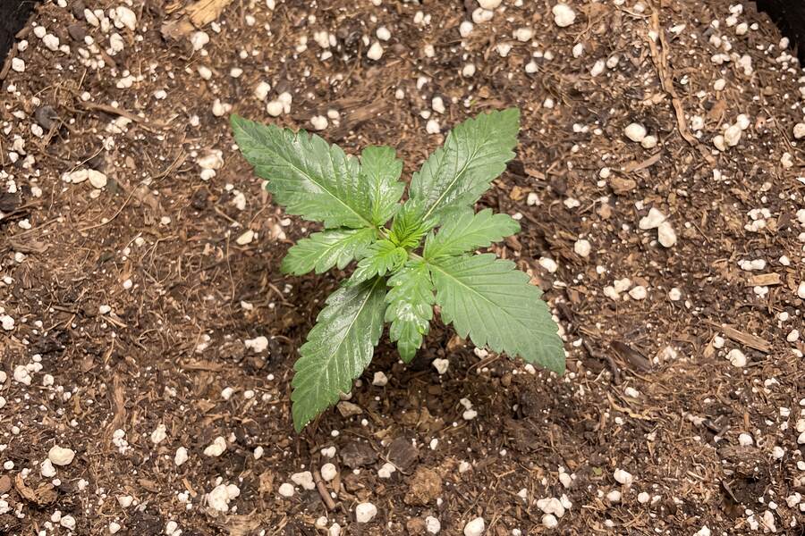 A week 2 autoflower seedling with its first serrated leaves growing above the cotyledons.