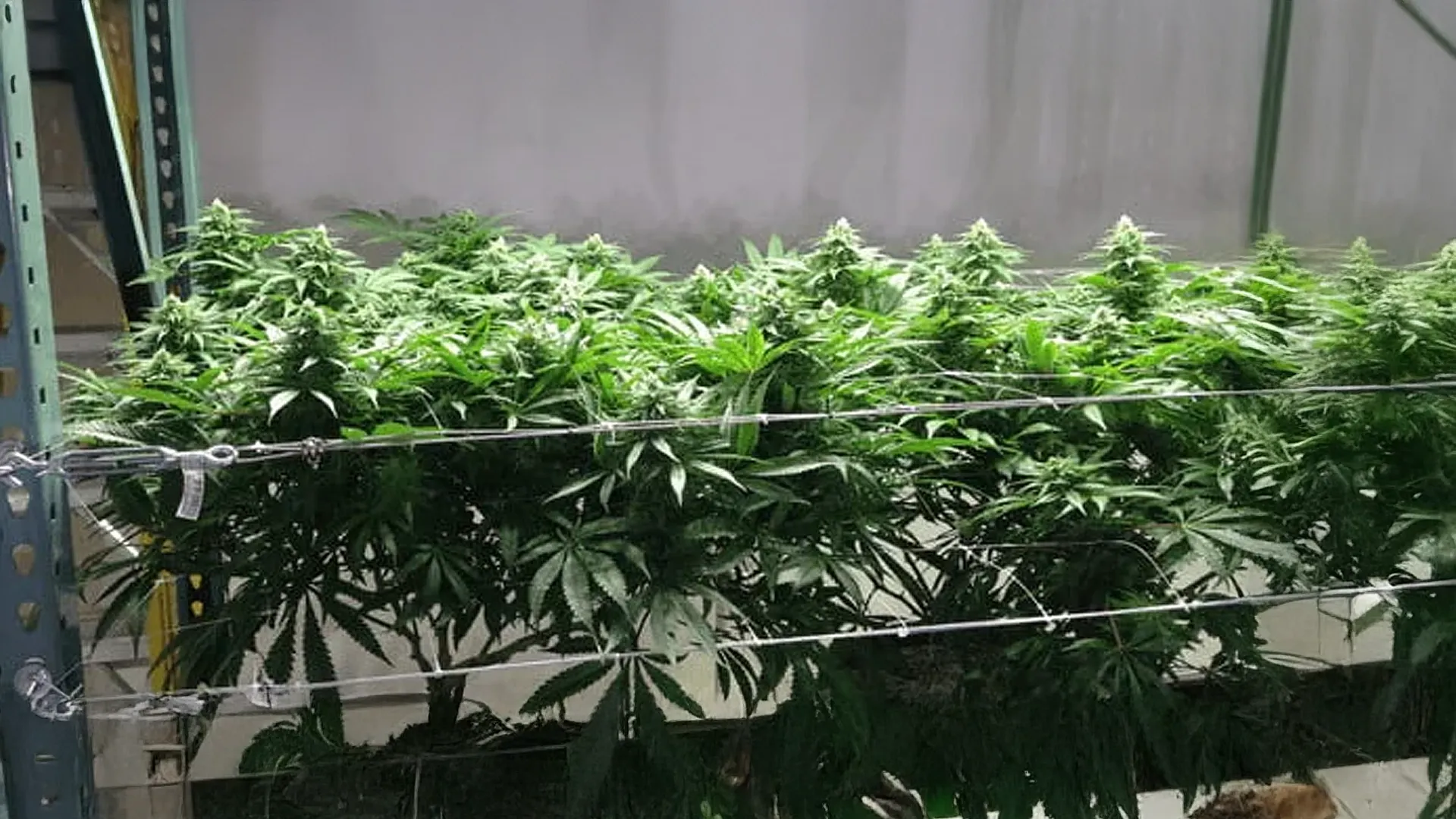 Indoor cannabis plants growing under artificial lights, supported by a trellis system, in a controlled environment.