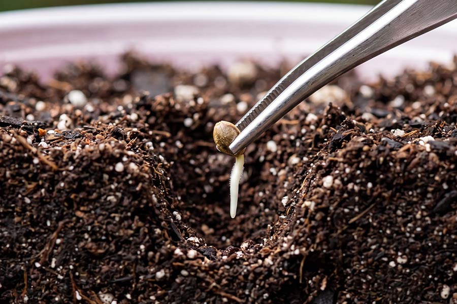 Cannabis seed being planted just below the soil surface, about a quarter to half an inch deep.