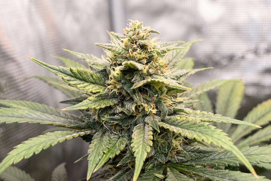 Week 8 autoflower dense bud with milky white trichomes visible on calyxes