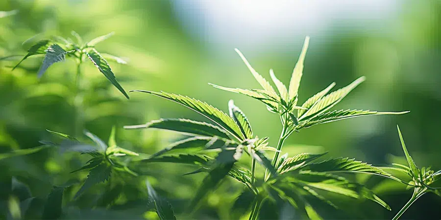 A cannabis plant in its vegetative stage, with a strong stem and lush green leaves, ready to continue its growth cycle before flowering.