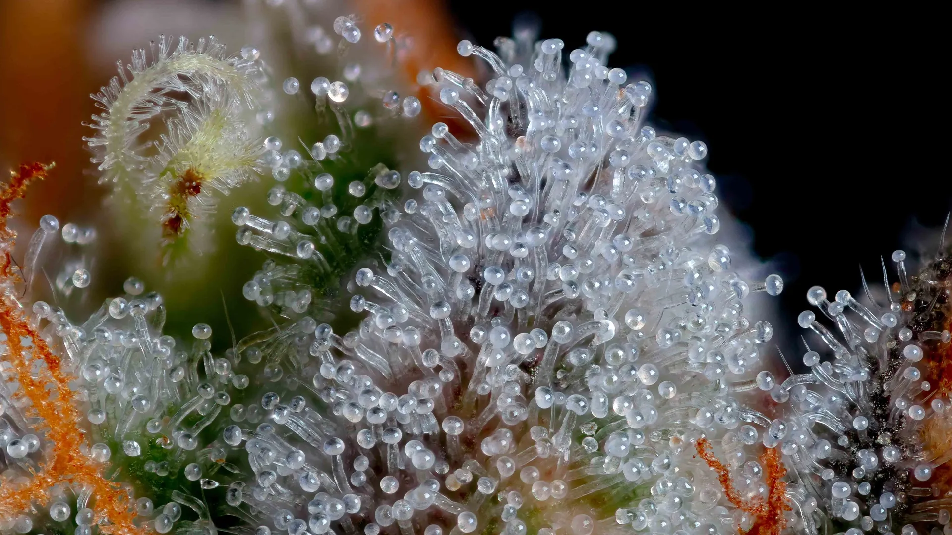 Happy valley macro shot of trichomes