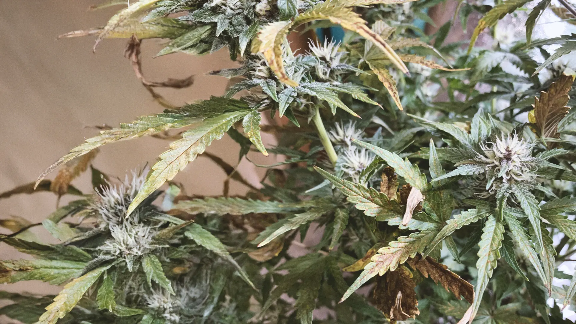Close-up of a cannabis plant with green and yellowing leaves and visible buds, showing signs of maturity and nutrient deficiency.