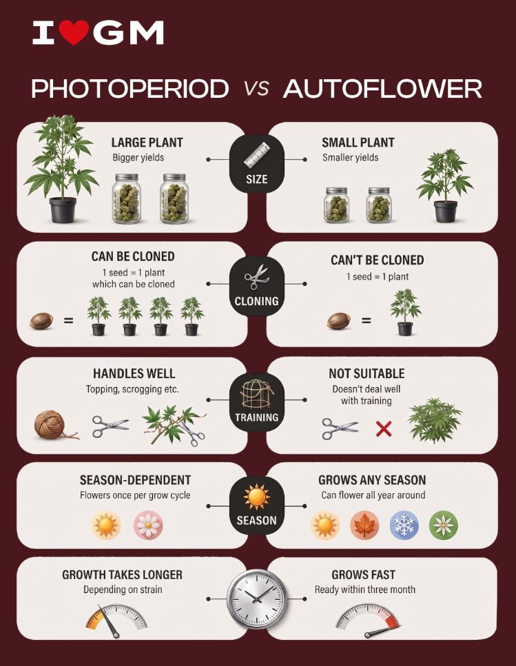 A side-by-side chart comparing photoperiod and autoflower cannabis plants by size, training options, cloning ability, and growing season. Photoperiod plants are larger and easier to train and clone, while autoflowers are smaller, grow faster, and are less dependent on seasonal light changes.