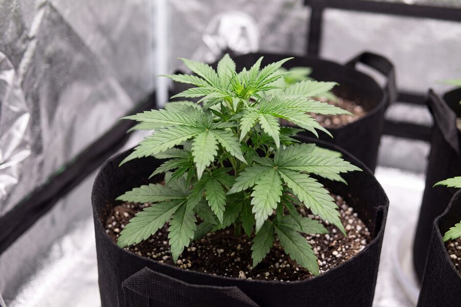 Week 3 autoflower in veg, growing bushy with several node pairs in a fabric pot.