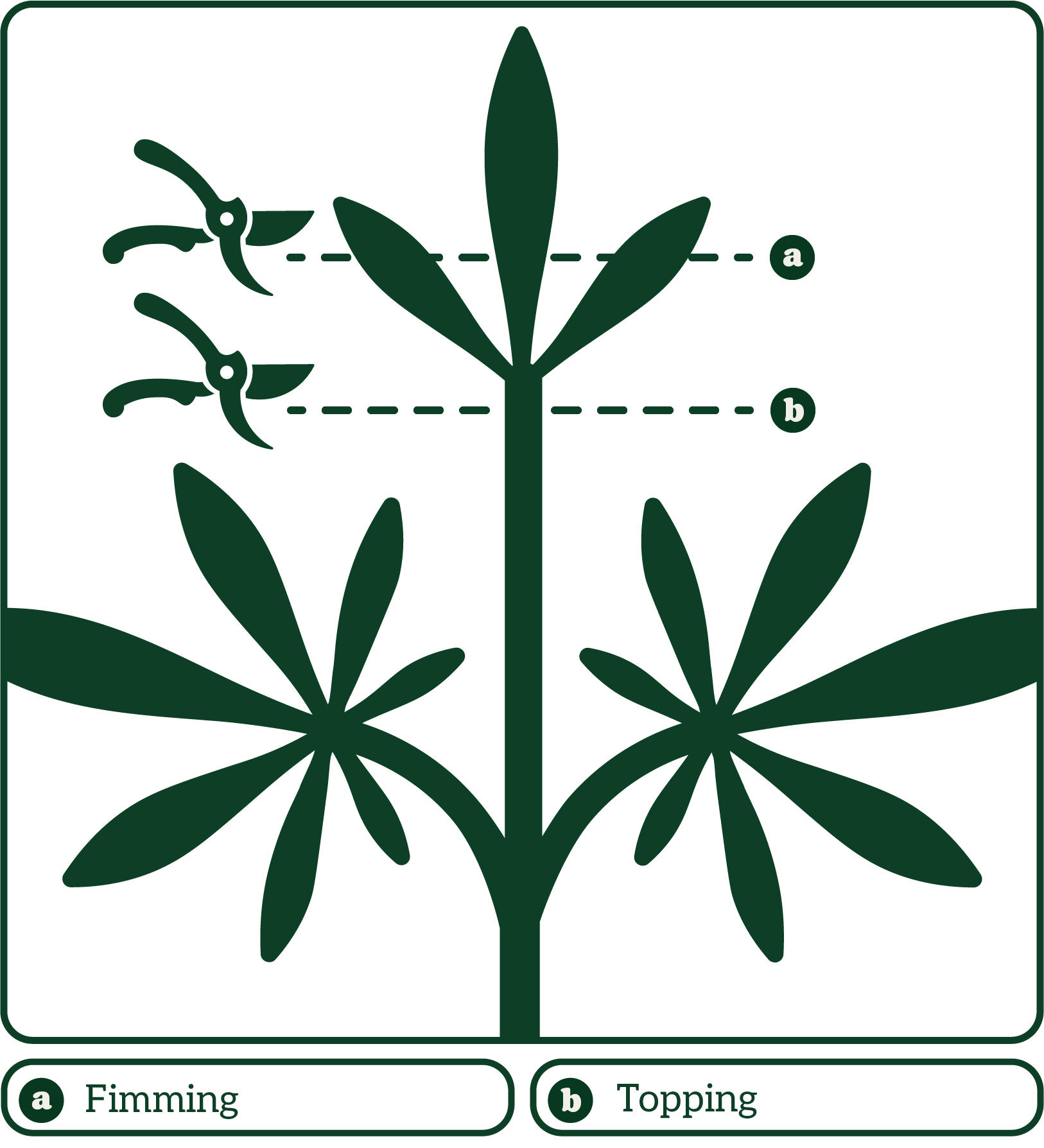 Illustration of plant pruning techniques: "Fimming" with scissors cutting the top leaves, and "Topping" cutting below the top.