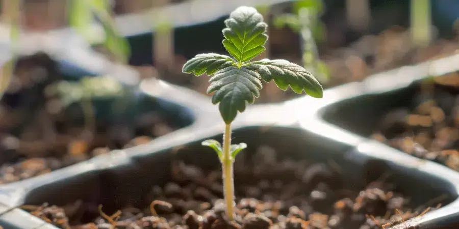 A newly sprouted cannabis seedling pushing through the soil, with the first set of leaves emerging.