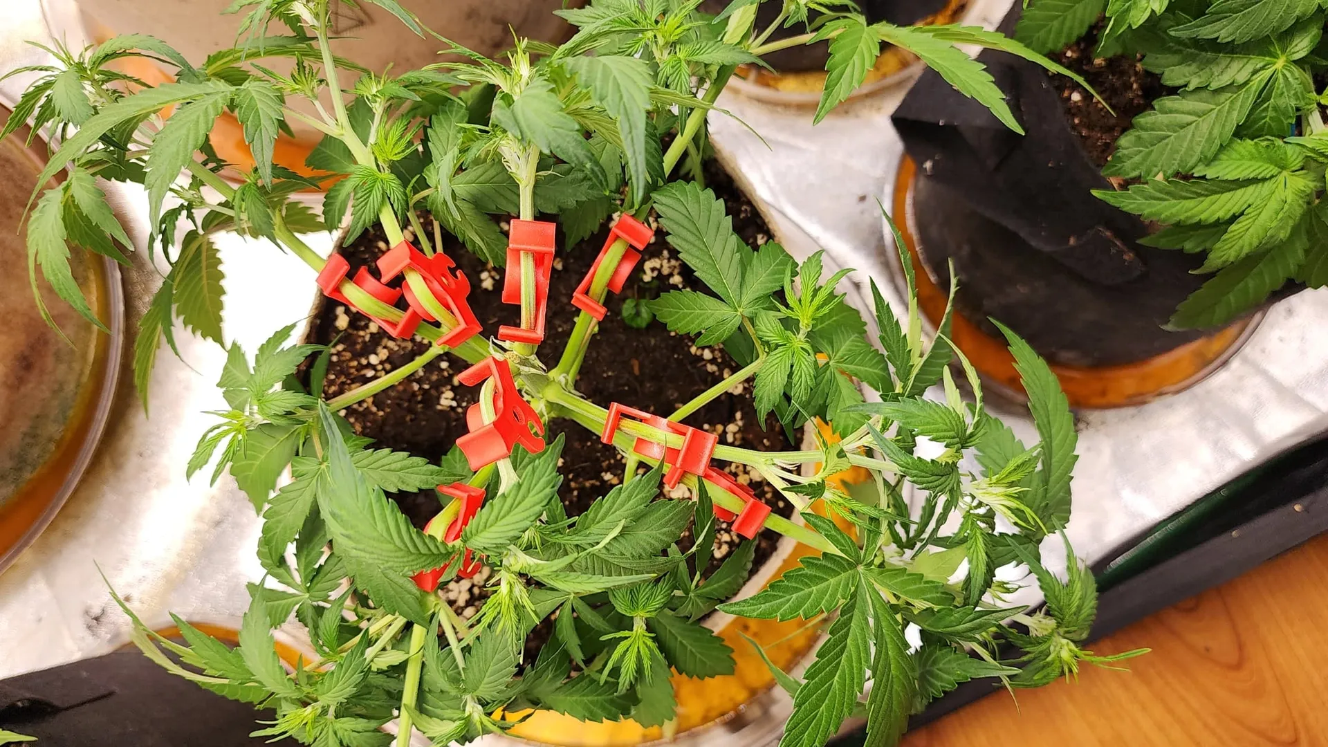 Cannabis plant with red clips used for low-stress training, growing in a pot with visible soil and nearby plants.