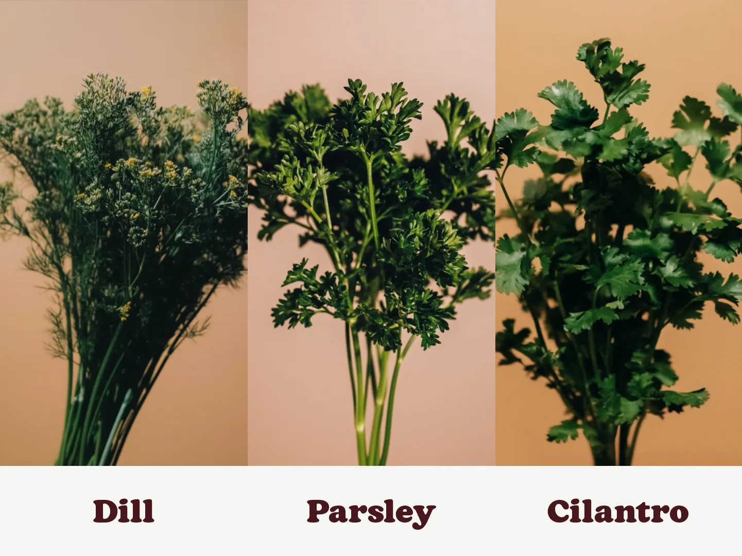 Three herb bunches against a beige background: dill on the left, parsley in the center, and cilantro on the right, each labeled below.