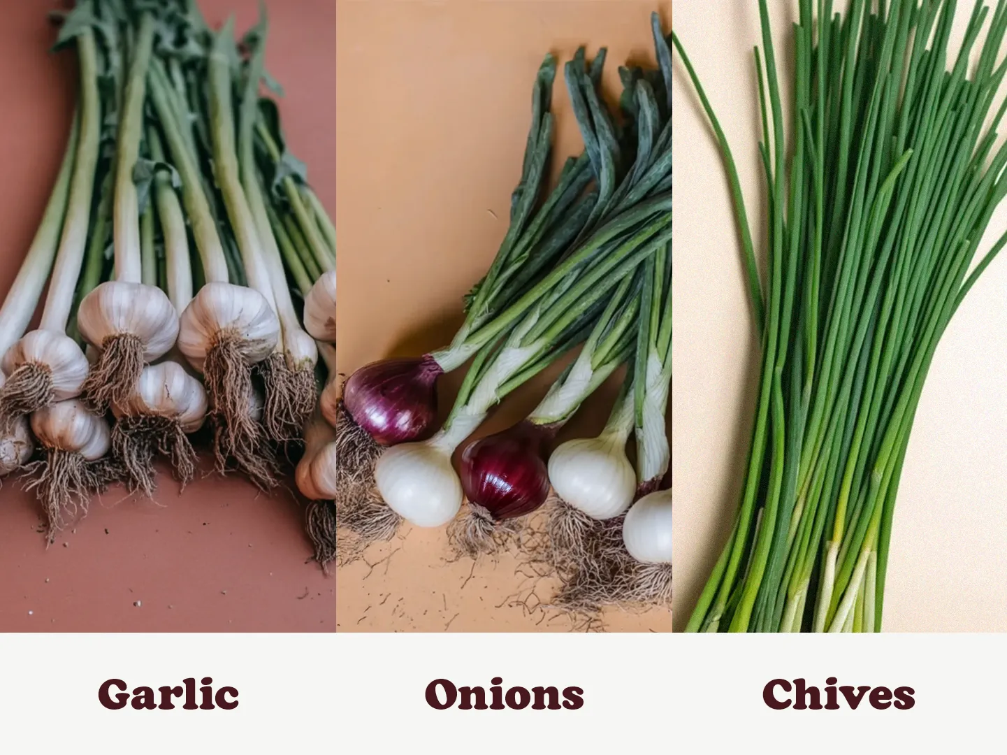 Bundles of garlic, onions, and chives on a table, each with roots and green stems, labeled below.