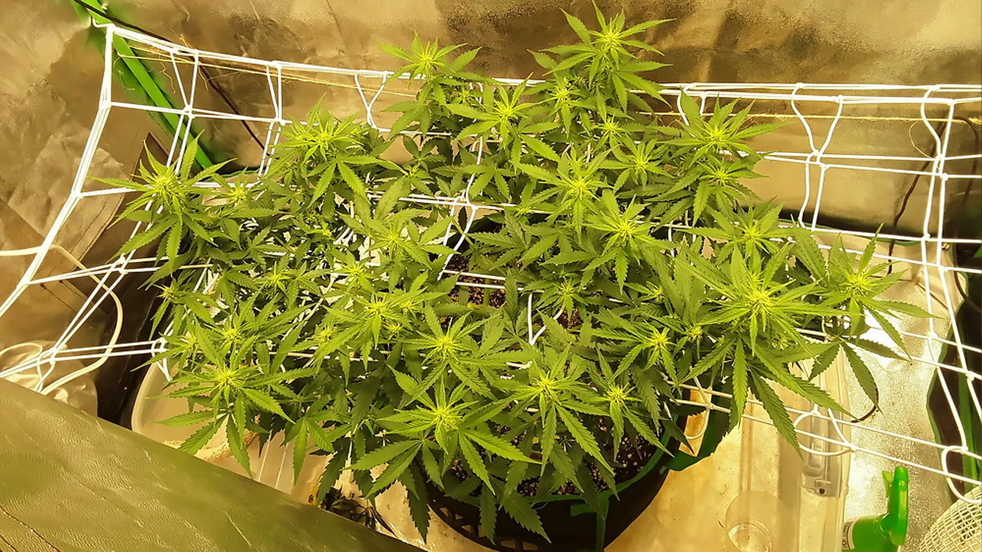 Cannabis plant growing indoors with bright green leaves, supported by a white trellis net in a reflective grow tent.