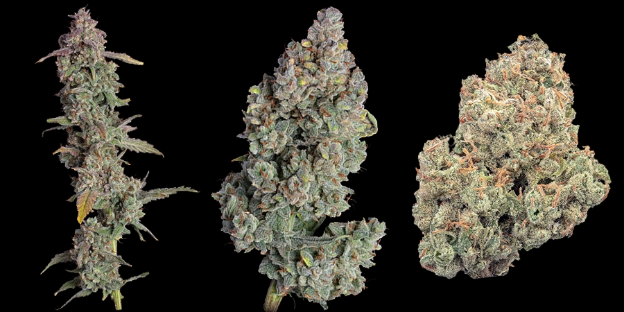 Various Happy Valley genetic cannabis strains