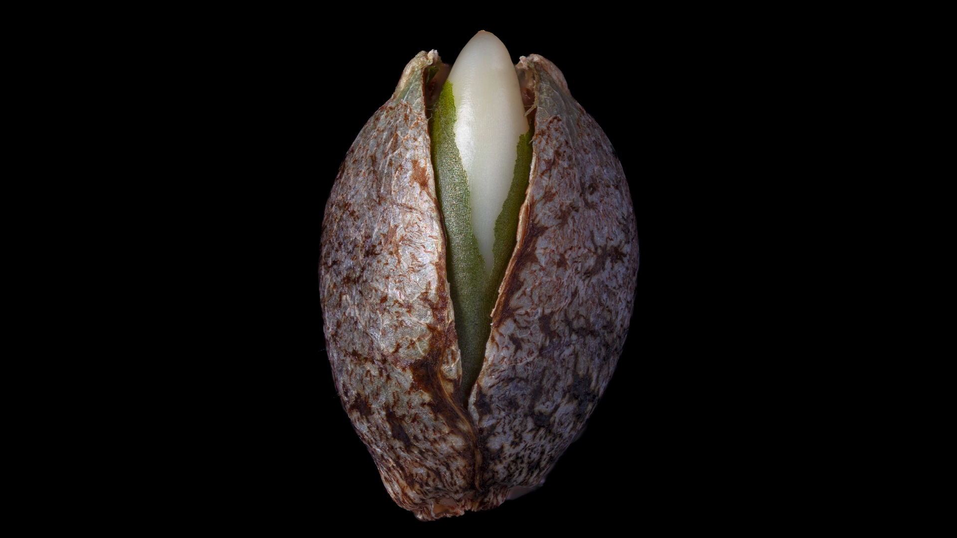 Happy valley genetics seed
