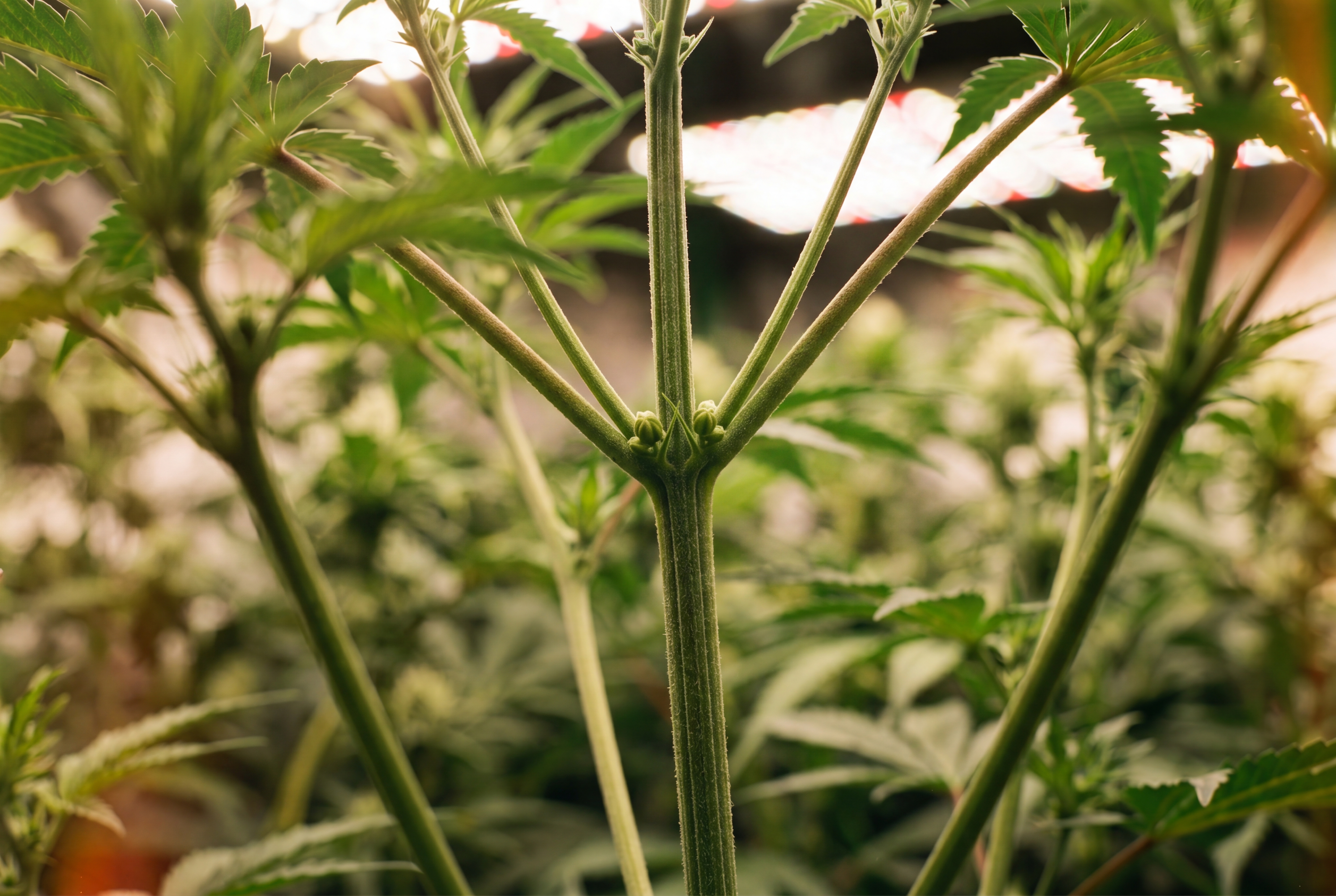 An image showing the early signs of male cannabis plants and how to spot them.