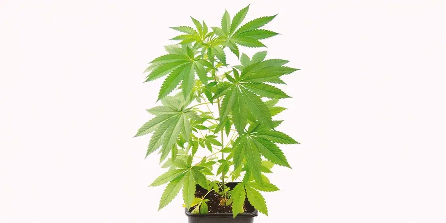 A small cannabis plant at week 7, with a robust stem, healthy leaves, and a well-established root system.