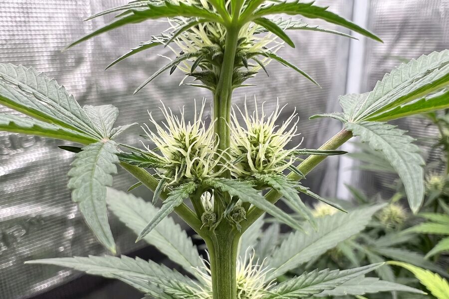 Close-up of pre-flower pistils emerging from a calyx at an autoflower node in week 5