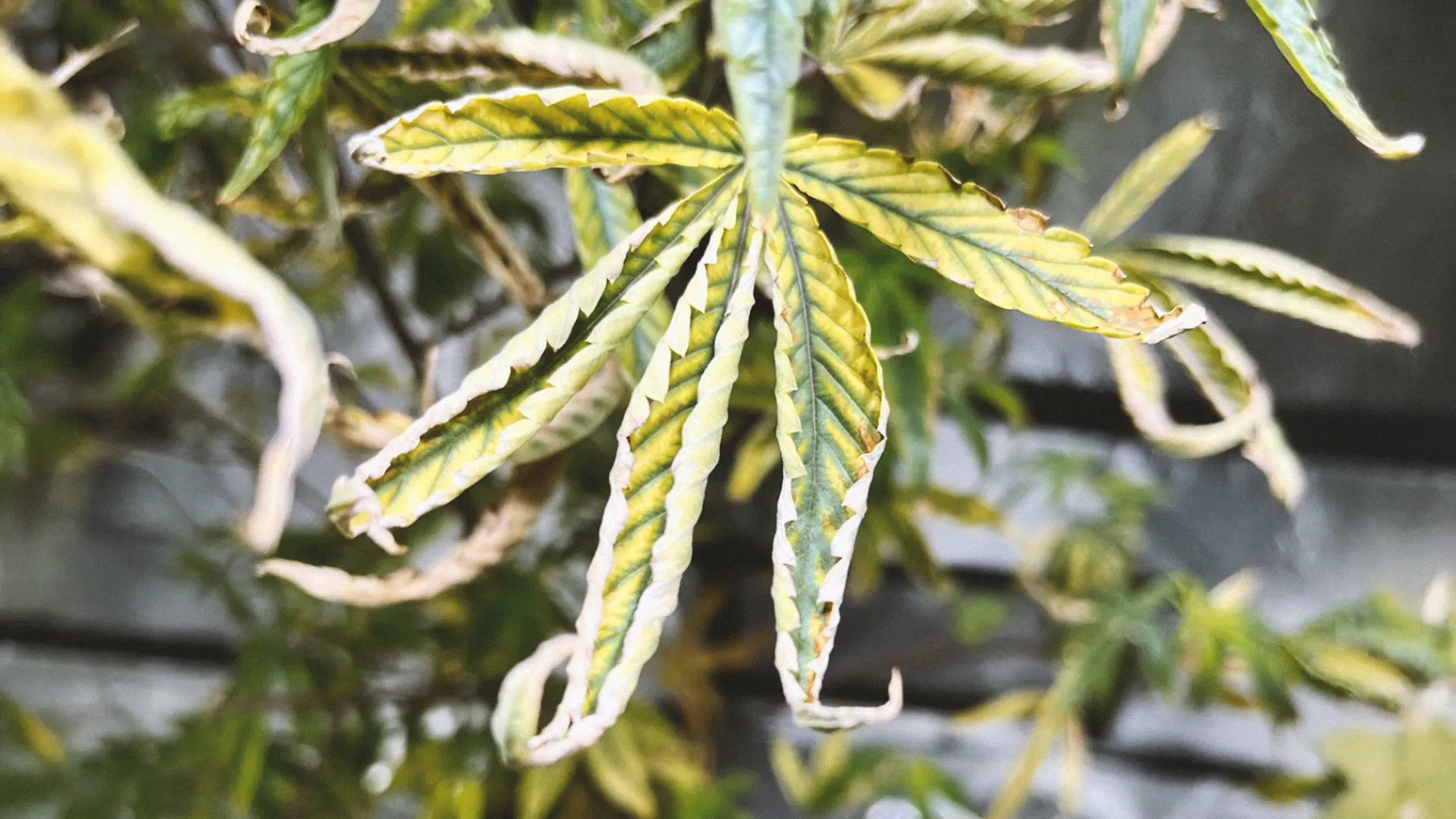Discolourisation and curling in cannabis