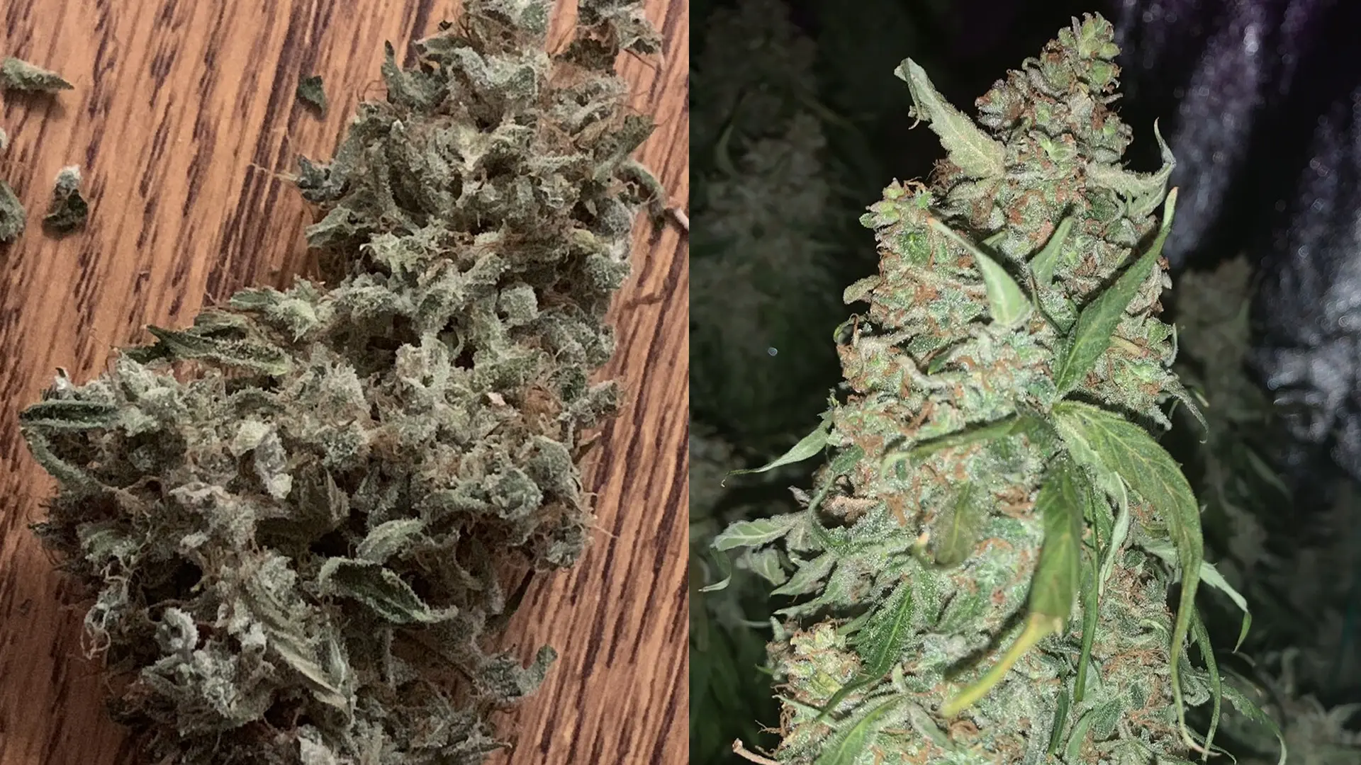 Close-up of two cannabis buds; one on a wooden surface, the other on a plant, showcasing trichomes and leaves.