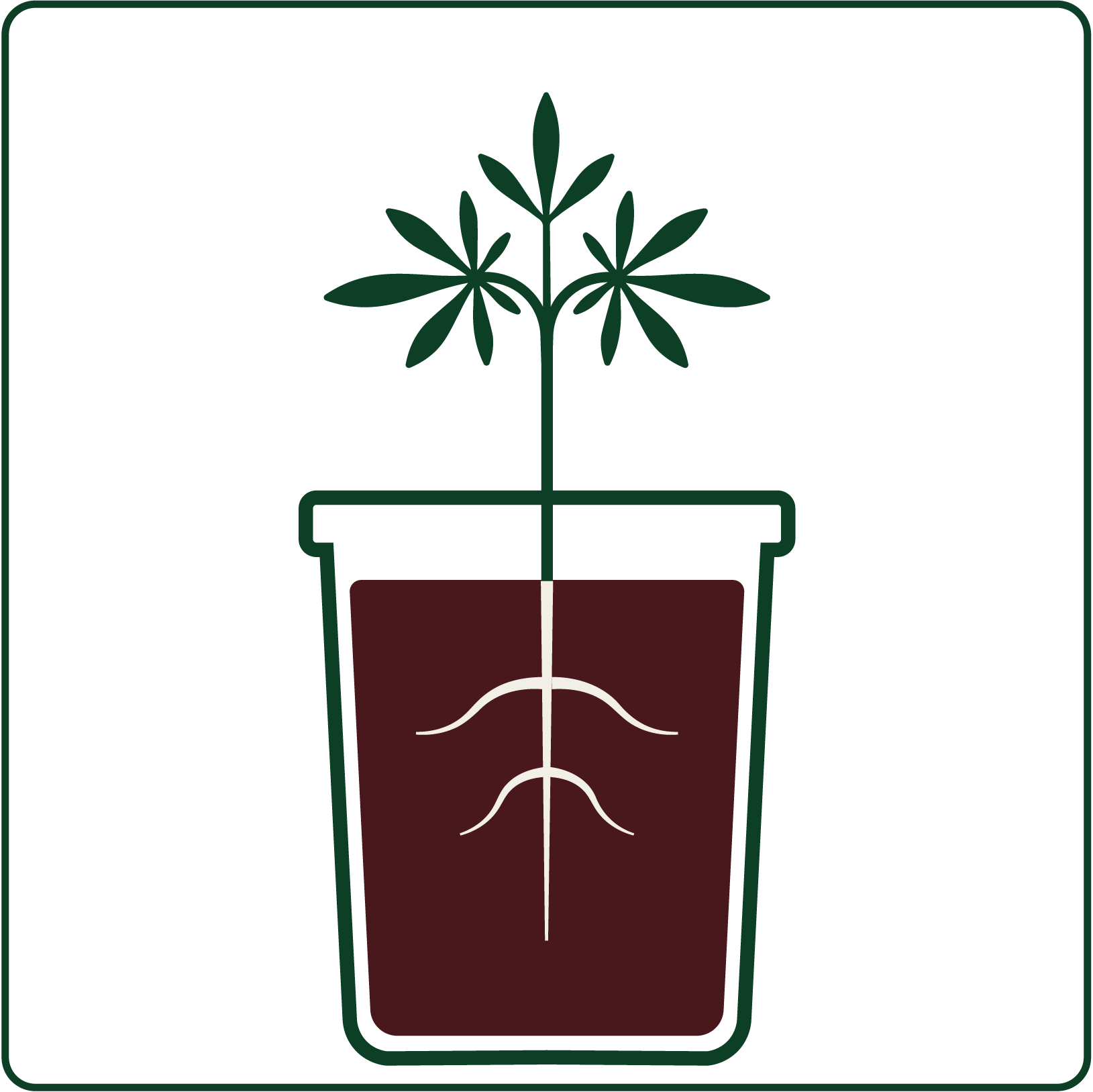 Transplanted plant