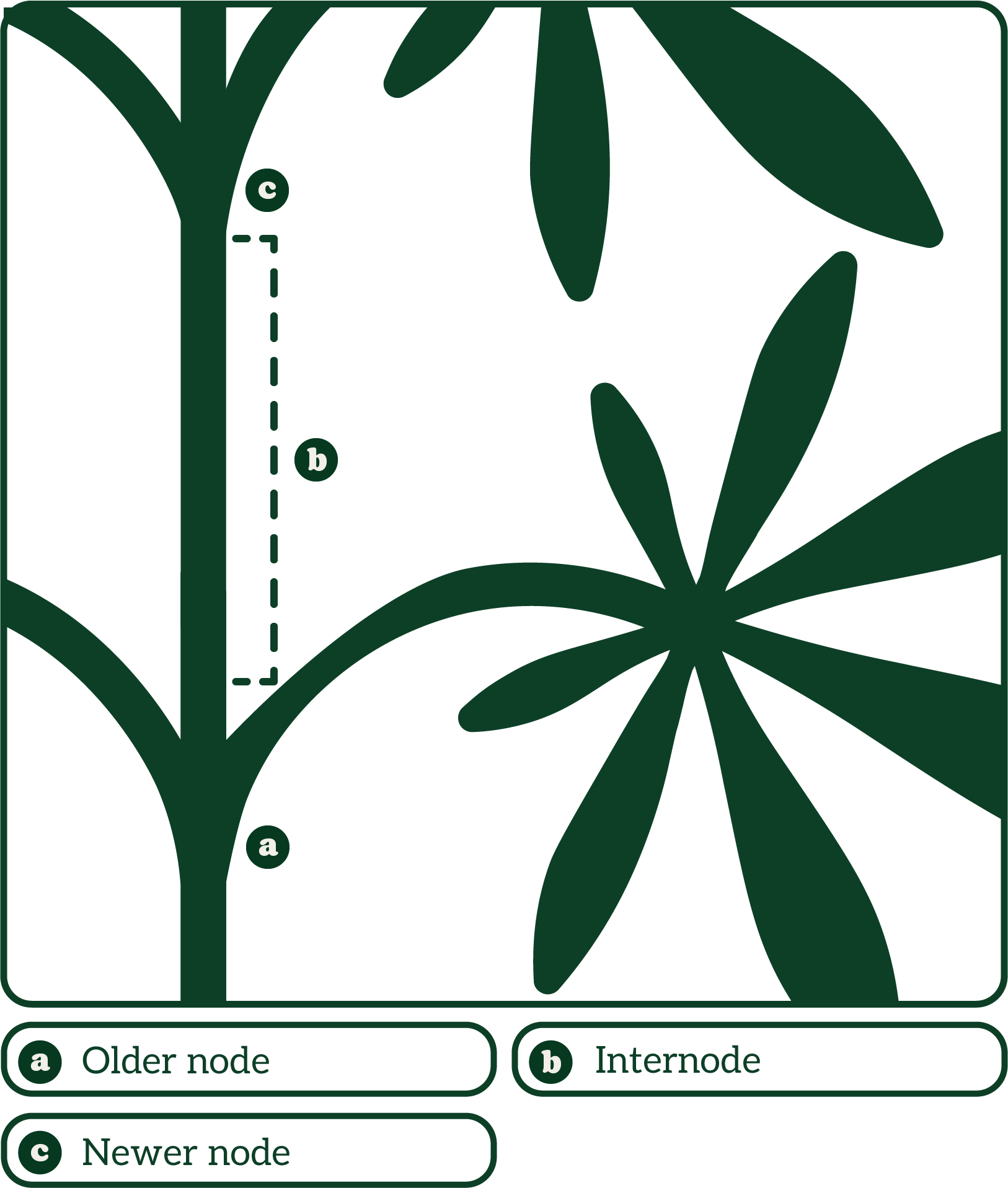 Diagram of a plant stem showing nodes and internodes. "a" marks an older node, "b" marks the internode, and "c" marks a newer node.