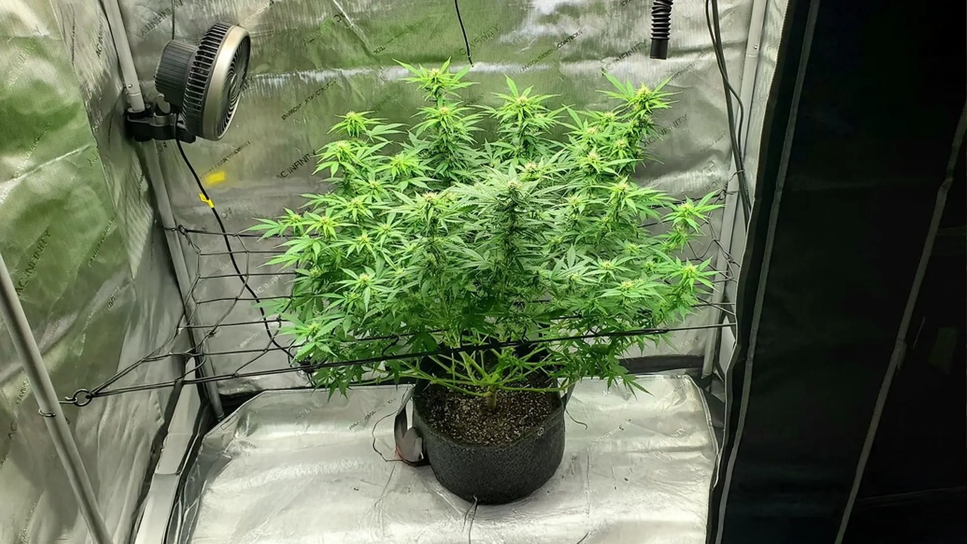 Cannabis plant growing indoors in a pot, supported by a wire grid, with reflective walls and a light source above.