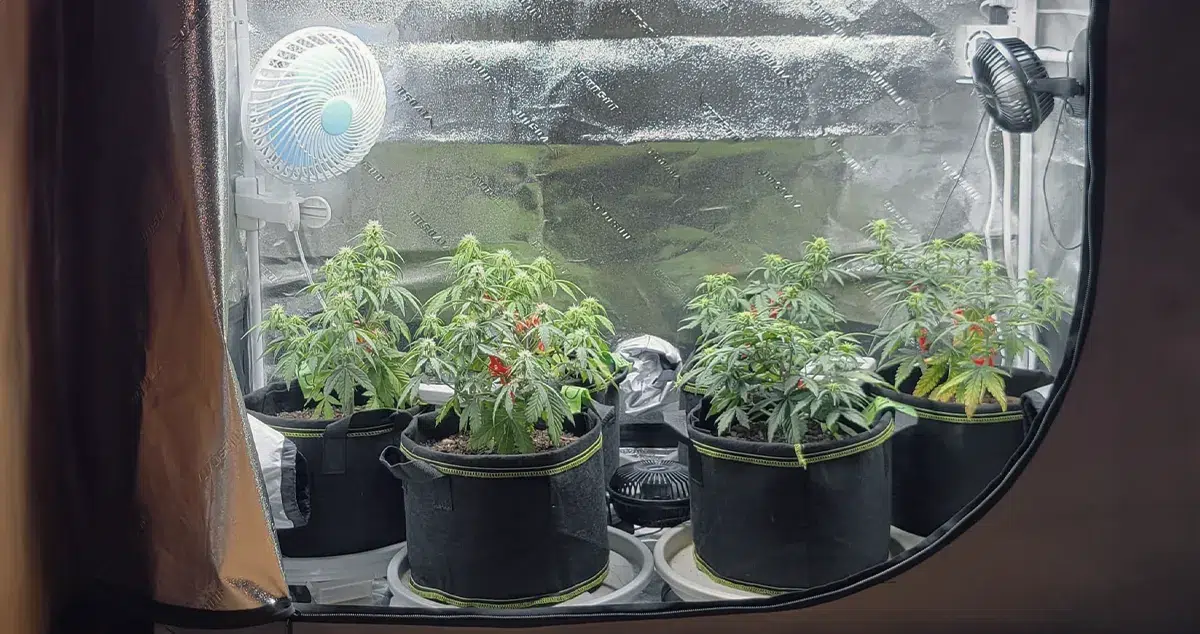 Clip-on fans attached to the structure of a grow tent, directing airflow around cannabis plants to improve ventilation and maintain a stable growing environment.