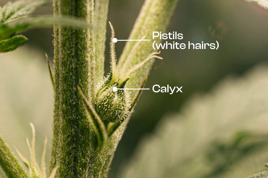 Cannabis plant with tiny white pistils starting to appear, highlighting the early signs of flowering and female growth.