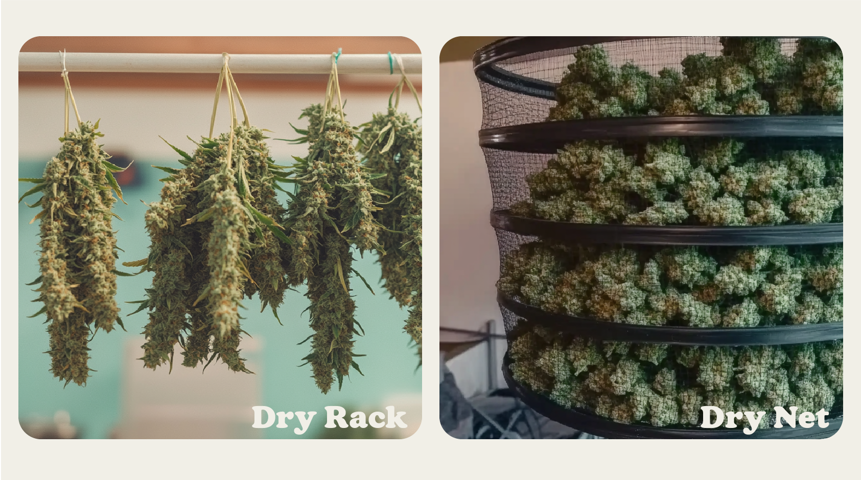 A comparison between a dry rack and a dry net, used to dry cannabis buds while maintaining airflow and preventing mold growth.