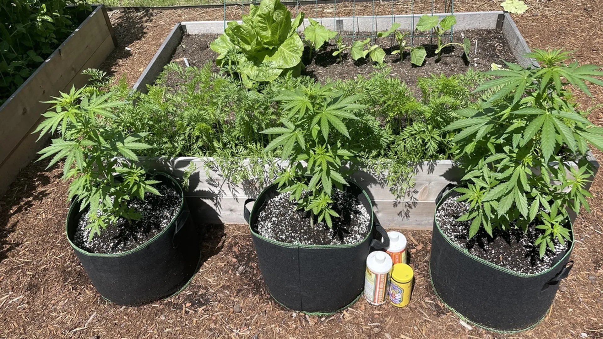 Outdoor garden with cannabis plants in fabric pots, surrounded by lettuce and other plants. Gardening supplies are on the ground.