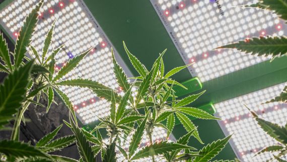 LED Grow Lights vs. HPS and Fluorescent Lights