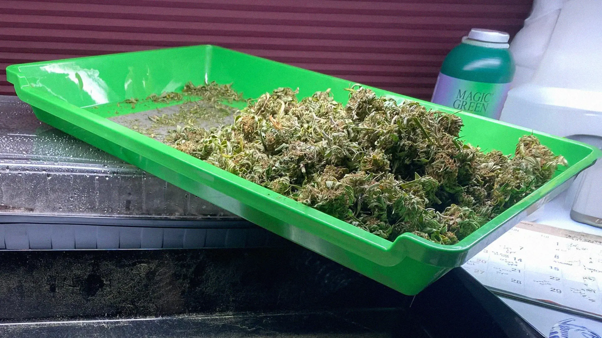 A green tray filled with dried cannabis buds, placed on a surface with a container and a bottle labeled "Magic Green" in the background.