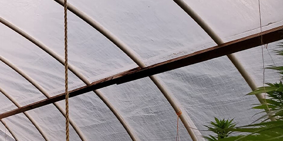 An outdoor cannabis cultivation setup with light-deprivation (light dep) coverings, ensuring plants receive total darkness during certain hours to induce the flowering phase.
