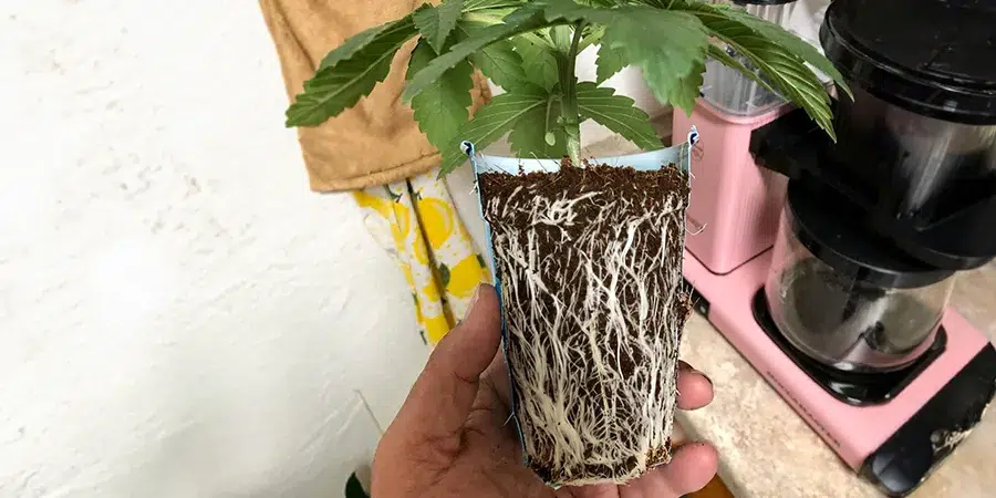 A cannabis plant growing in a soil block, with its roots being carefully held, demonstrating strong root structure and healthy growth in a soil-based medium.