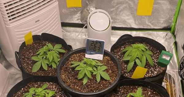 A hygrometer being used to measure the humidity in a cannabis grow room, helping to maintain ideal environmental conditions for the plants.