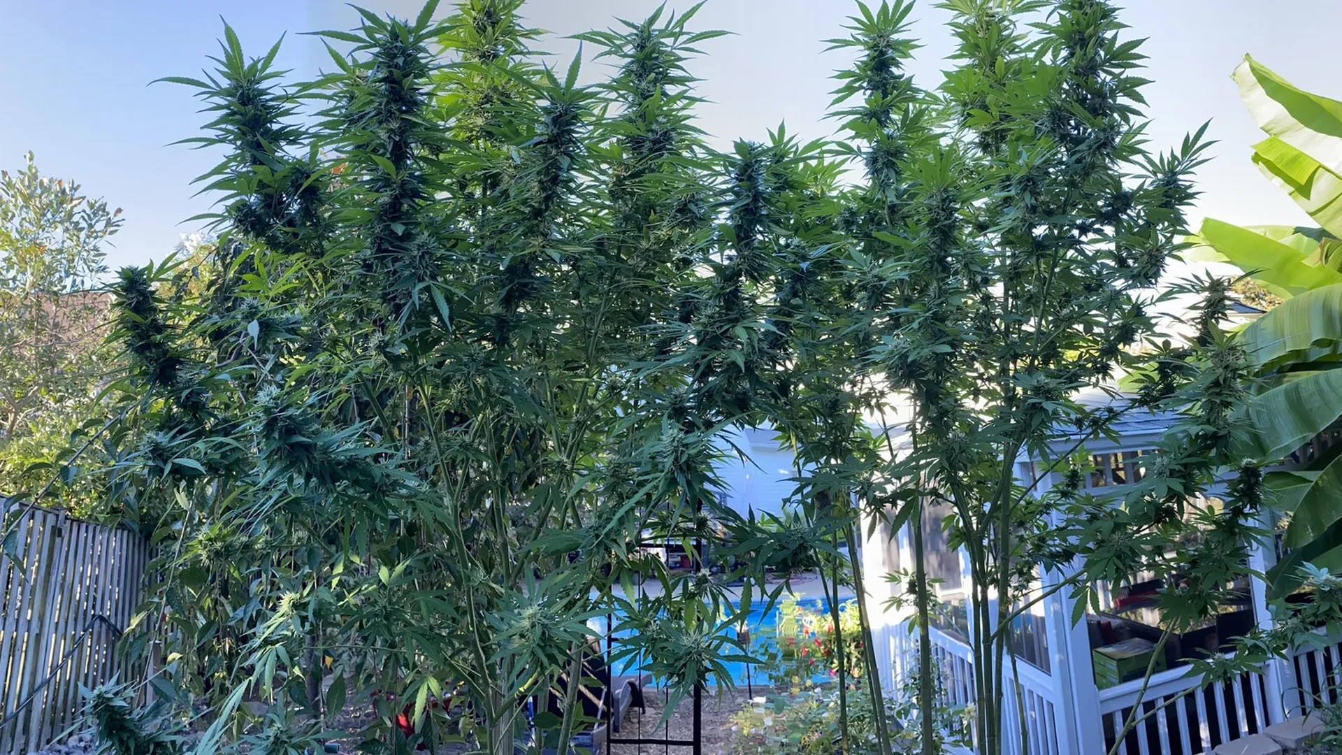 Tall cannabis plants with dense green foliage and buds growing in a backyard garden, surrounded by a fence and nearby structures.