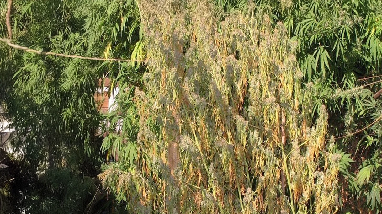 Multiple cannabis plants showing signs of wilting, with drooping, dry leaves, indicating a need for more water or better environmental conditions.