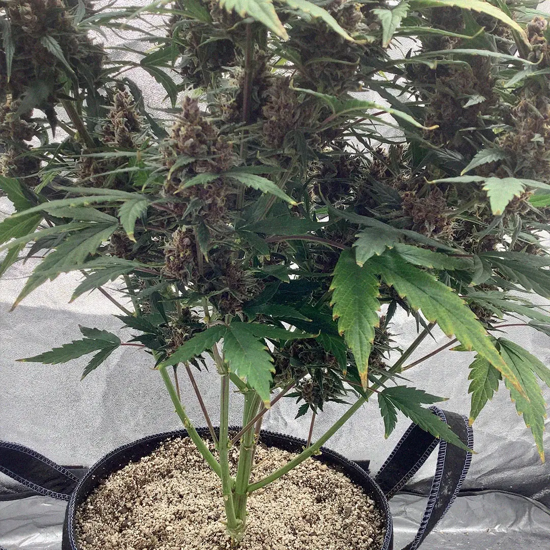 A cannabis plant with dense buds and green leaves growing in a fabric pot filled with soil, set against a neutral background.