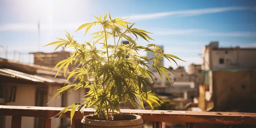 An image of cannabis plants growing on a balcony in Spain, placed in containers, enjoying the warm Mediterranean climate with sunlight streaming down.